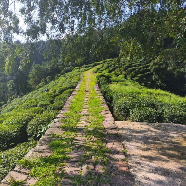 Hangzhou a sea of tranquility in the mountains 🏞