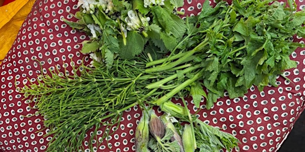 SUMMER Family Foraging | Tiddenfoot Waterside Park