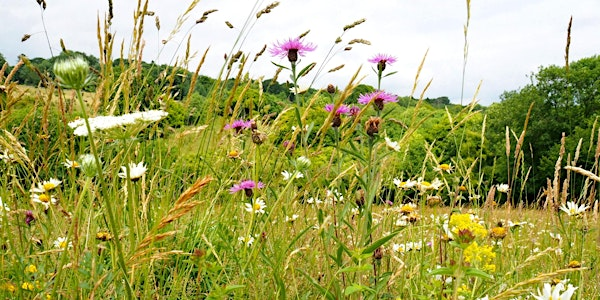 Guided walk: rich wildlife amongst industrial heritage - Dancersend Waterworks, Sunday 31 August | Dancersend with Pavis Woods