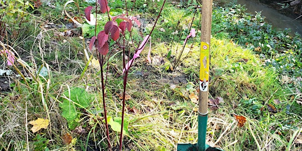Wetland Plug Planting | Spencer Creek Trail