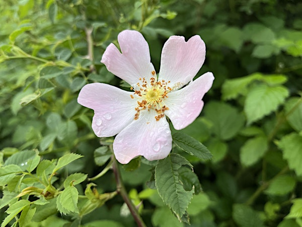 Wildflowers for All: July | Whisby Education Centre