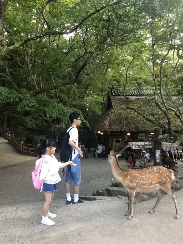 Feeding free-roaming deer in Nara