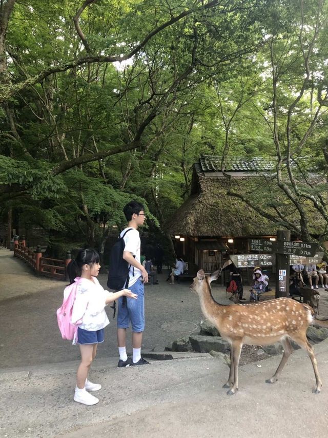 奈良餵食自由自在的鹿兒