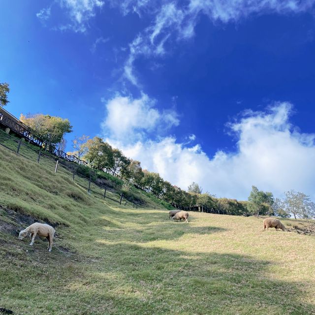 藍天白雲與綠地中的🐑咩咩