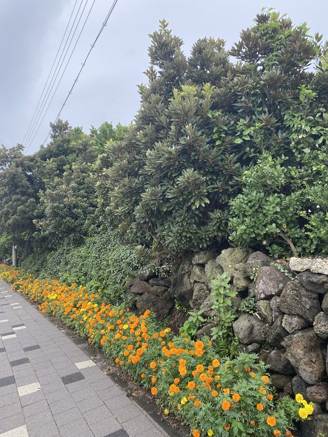 [제주 서귀포시] 성산 돔베고기국수 맛집