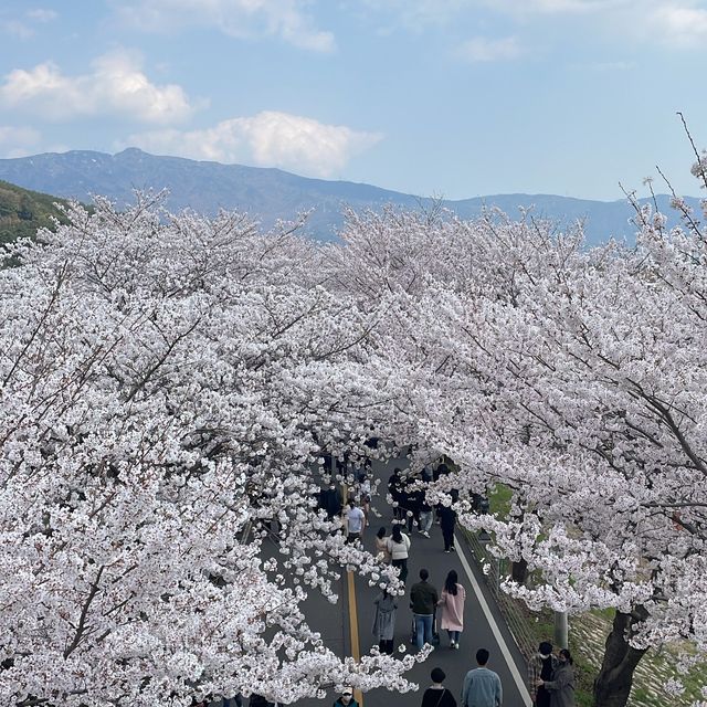 벚꽃로드의 끝판왕, 양산 황산공원