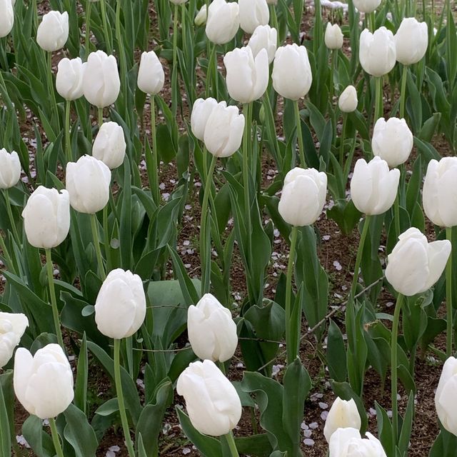 김해 연지공원 벚꽃과 튤립을 한번에 🌸🌷
