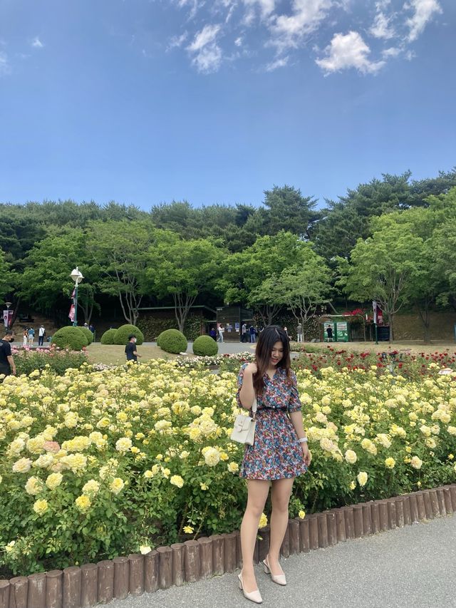 울산대공원 장미축제