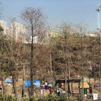 Tsing Yi Park- Spot of Autumn Leaves in the City