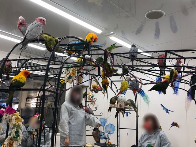 【東京】100羽の鳥ちゃん達と触れ合える