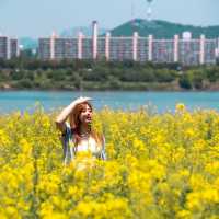 서울에서 볼 수있는 유채꽃 명소 서래섬☀️💛