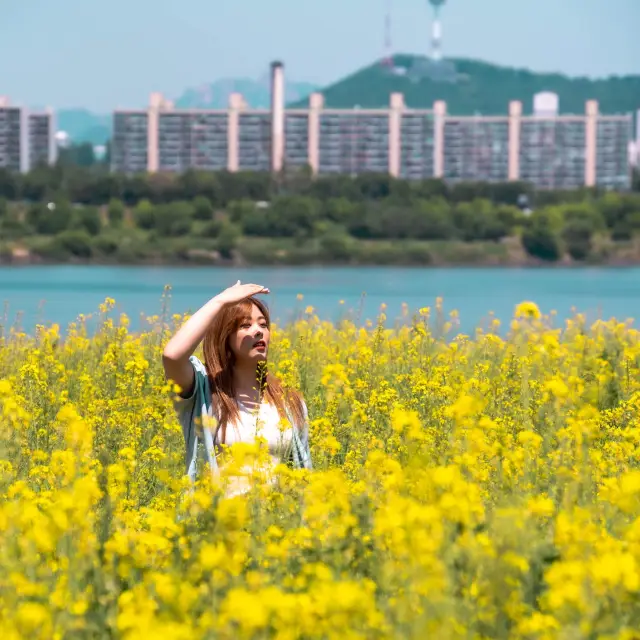 서울에서 볼 수있는 유채꽃 명소 서래섬☀️💛