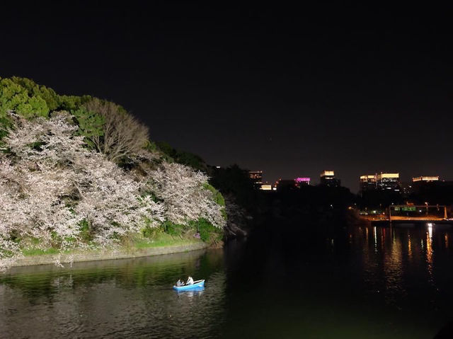 夜櫻絕景🌸🌸🤩🤩｜東京