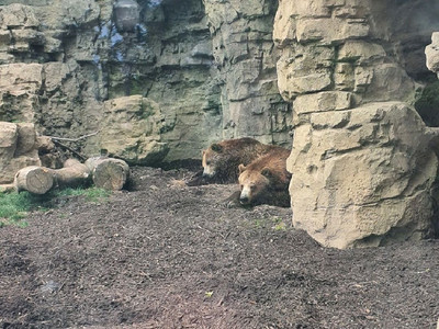 Grizzly Bear  Saint Louis Zoo