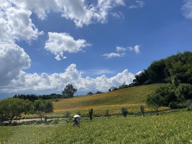 2022赤柯山 仙旅奇緣 金針花季