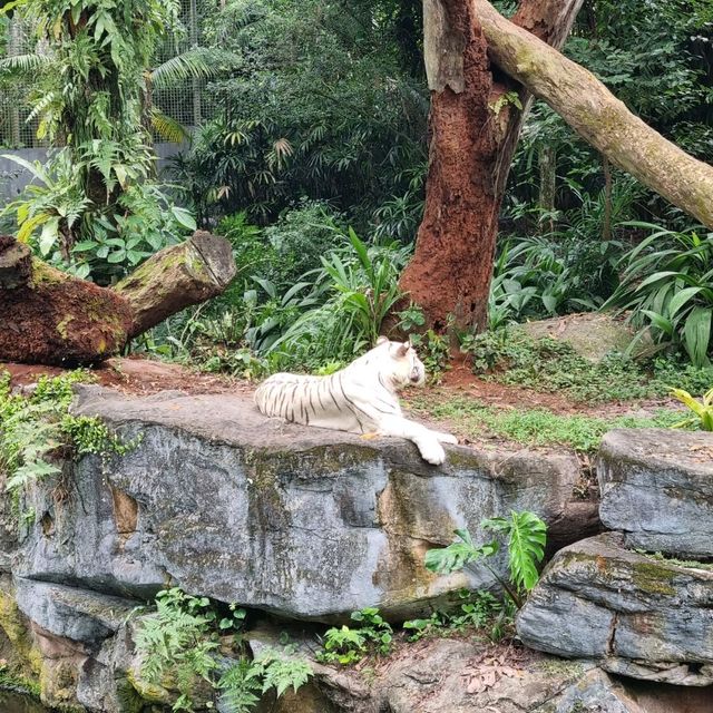 Singapore Zoo Expedition Trip