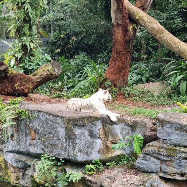 Singapore Zoo Expedition Trip