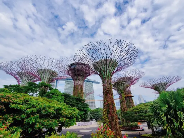 異世界の植物園🌴