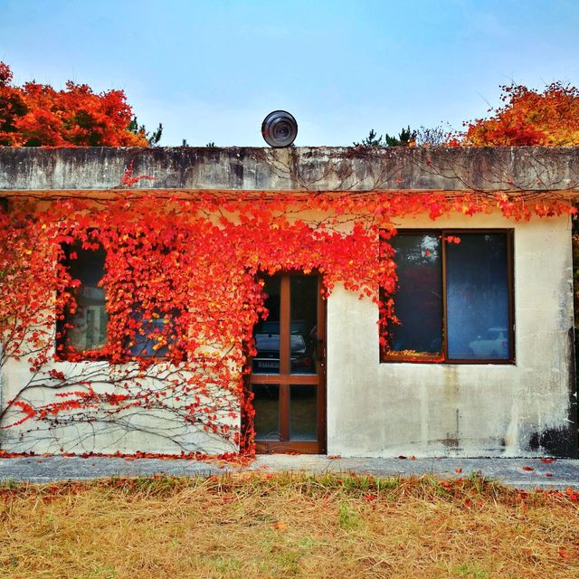 🍁 한라산에 오르지 않아도 단풍구경, 천아계곡