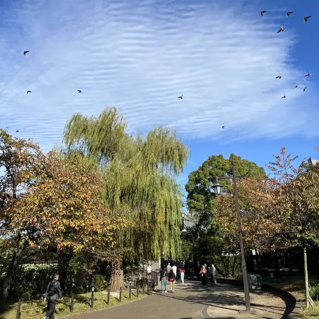 도쿄 단풍은 우에노 공원!!