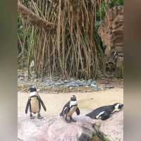 最後機會～新加坡裕廊飛禽公園