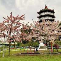 意外發現🌸網美景點🌸『彰化二水惠民公園』旁邊也超好取景📸