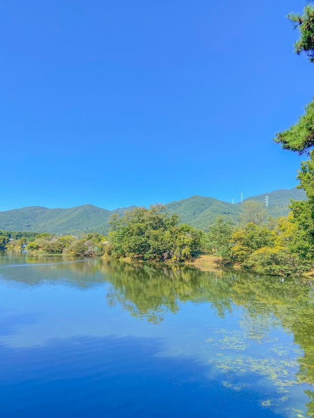 뚜렷한 반영, 밀양 위양지🌳