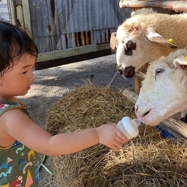 Up close with Farm Animals Staycation