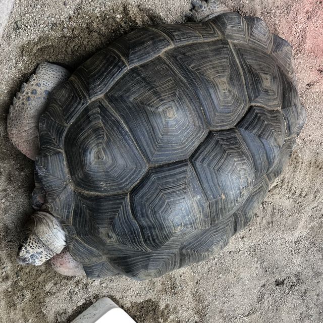 [경주 핫플] 경주 동물원_동궁원