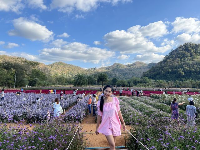 ชมสวนดอกไม้ที่ Hokkaido Flower Park  Khaoyai 