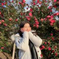 카멜리아힐] 동백꽃 🌺🤍
