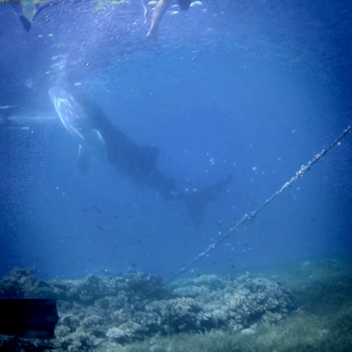 Oslob Whale Shark Watching Trip Com 麥克坦島 Oslob Whale Shark Watching Trip Com 麥克坦島