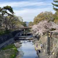 花見 桜道 夙川