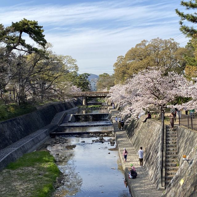 花見 桜道 夙川