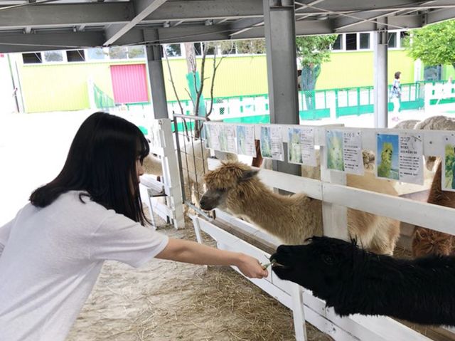 시키사이노오카 '알파카농장' 과 '팜도미타'