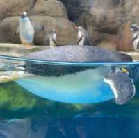 久違的海洋公園！