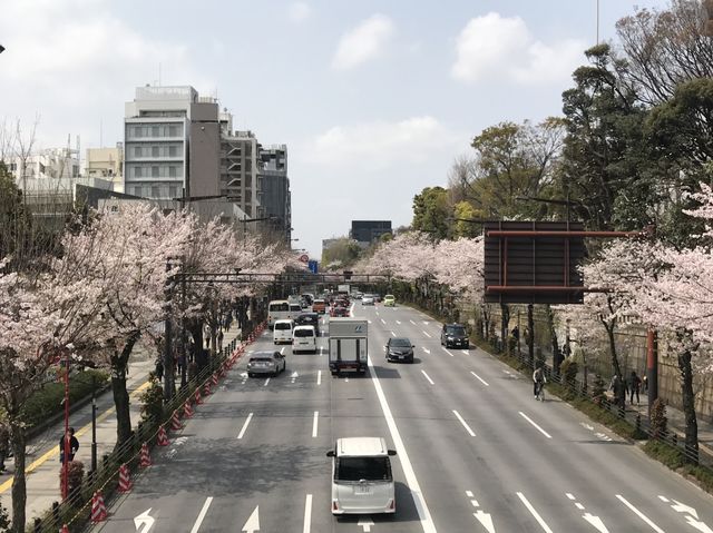 千代田區浪漫櫻花樹下