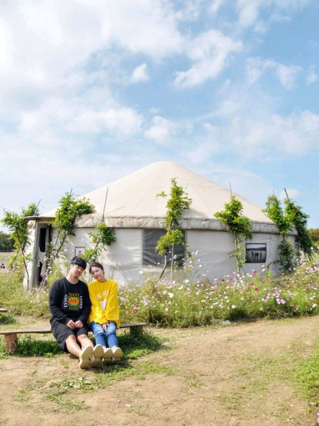 🌸코스모스와 핑크뮬리가 아름다운 당진 아그로랜드 태신목장🐄🐏