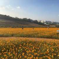 가을에는 안성팜랜드로 🌼