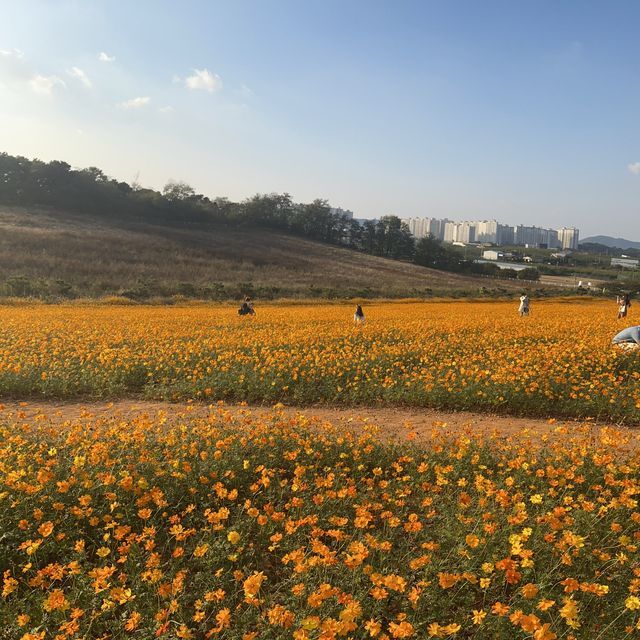 가을에는 안성팜랜드로 🌼