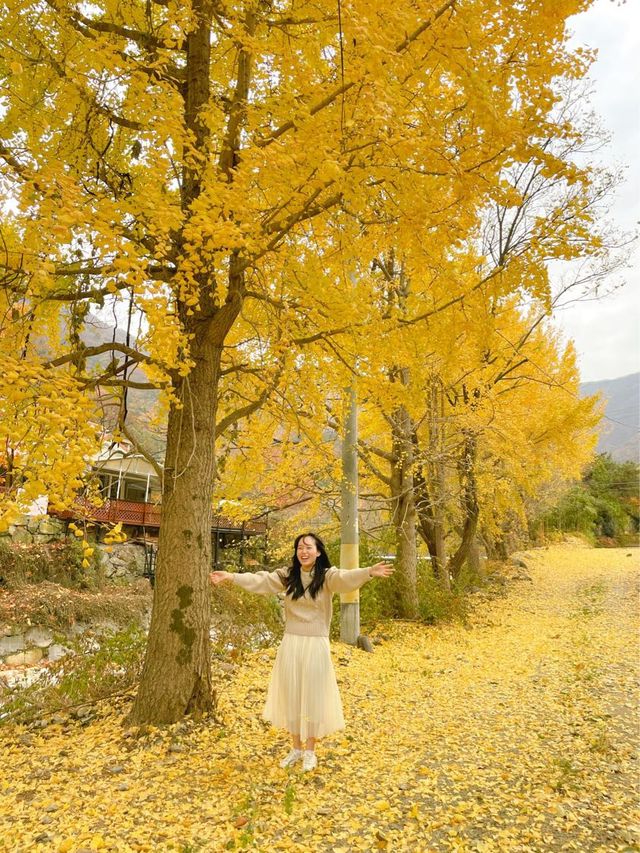 알록달록 예쁘게 물든 은행과 단풍을 볼 수 있는 울산 다담한옥🏠