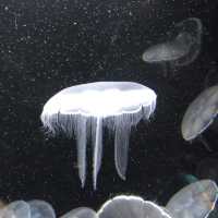 【クラゲ水族館】　2022お盆に行ってみた！