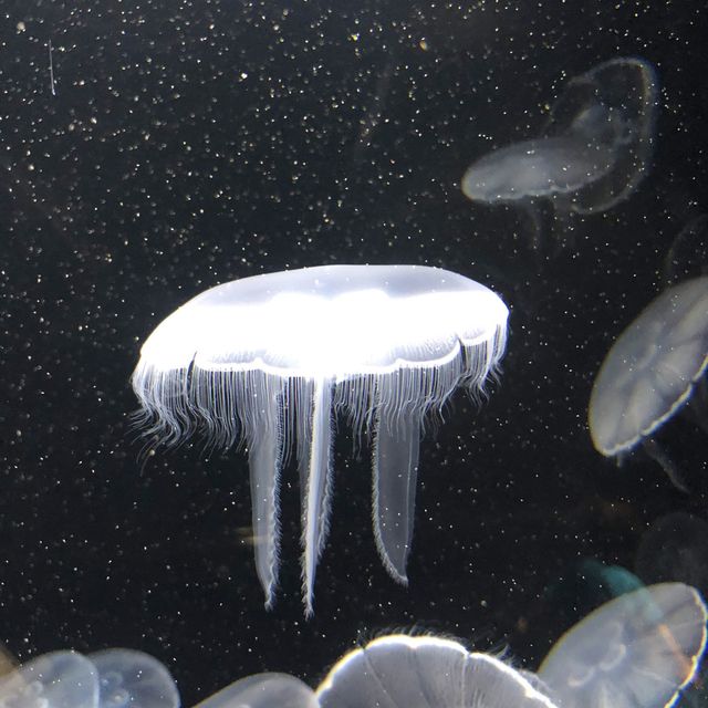 【クラゲ水族館】　2022お盆に行ってみた！