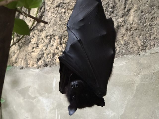 広くて距離の近い動物園