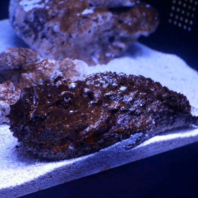 Sumida Aquarium At Tokyo Solamachi
