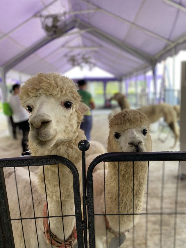 親親羊駝🦙