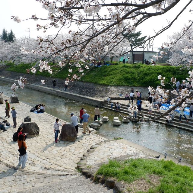 奈良｜佐保川～此生見過最美的櫻花！