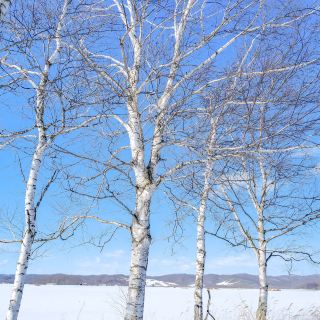 Birch trees along National Route 236