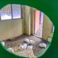 円山動物園のドサンコの森のウサギエリア