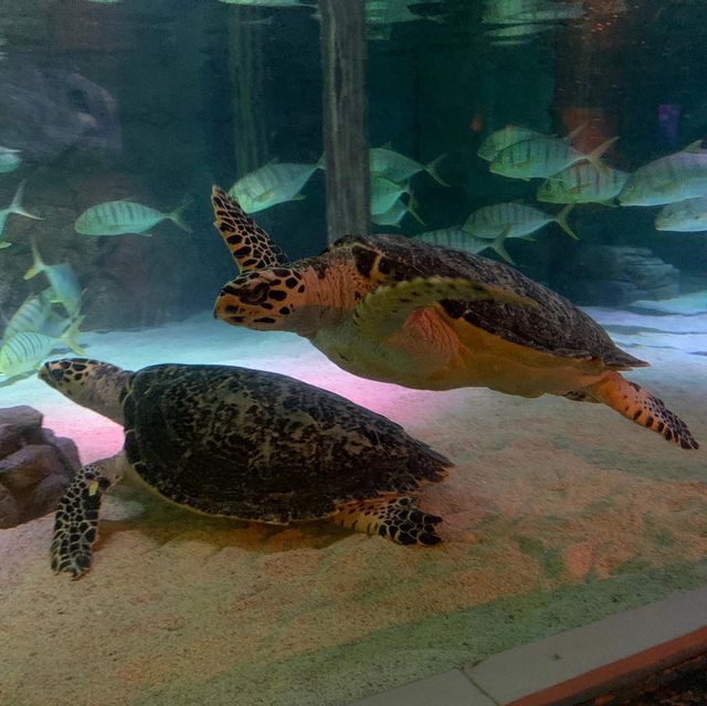 泰國｜曼谷水族館🐬暹羅海洋世界